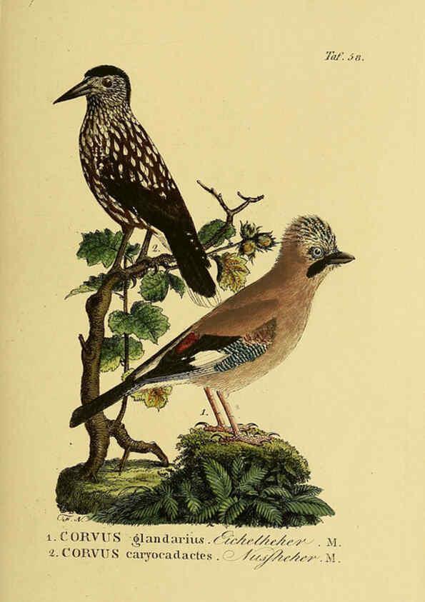 Reproducción/Reproduction 6059391616: Johann Andreas Naumann's ... Naturgeschichte der Vögel Deutschlands, nach einigen Erfahrungen entworfen. 13.T.Plates Leipzig :G. Fleischer,1820-1860