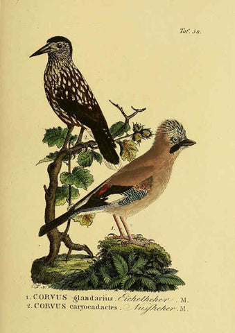 Reproducción/Reproduction 6059391616: Johann Andreas Naumann's ... Naturgeschichte der Vögel Deutschlands, nach einigen Erfahrungen entworfen. 13.T.Plates Leipzig :G. Fleischer,1820-1860