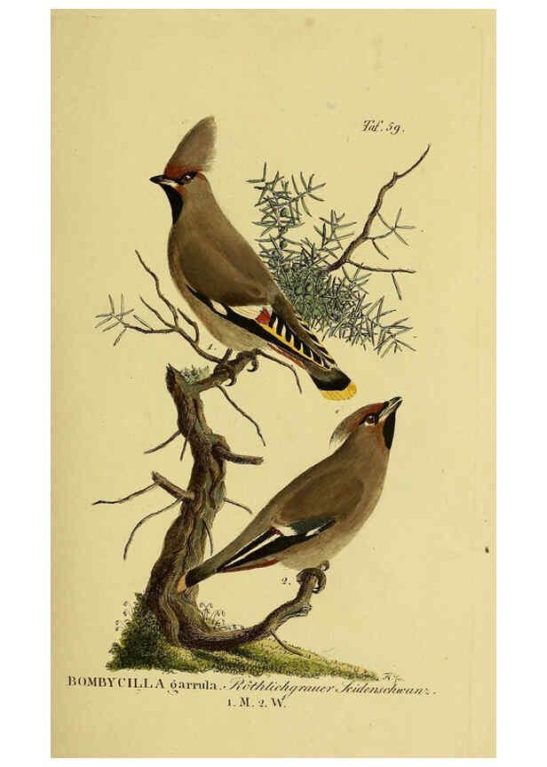 Reproducción/Reproduction 6058845273: Johann Andreas Naumann's ... Naturgeschichte der Vögel Deutschlands, nach einigen Erfahrungen entworfen. 13.T.Plates Leipzig :G. Fleischer,1820-1860