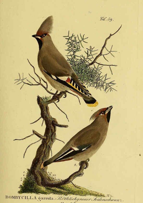 Reproducción/Reproduction 6058845273: Johann Andreas Naumann's ... Naturgeschichte der Vögel Deutschlands, nach einigen Erfahrungen entworfen. 13.T.Plates Leipzig :G. Fleischer,1820-1860