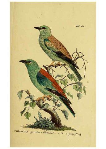 Reproducción/Reproduction 6058845611: Johann Andreas Naumann's ... Naturgeschichte der Vögel Deutschlands, nach einigen Erfahrungen entworfen. 13.T.Plates Leipzig :G. Fleischer,1820-1860