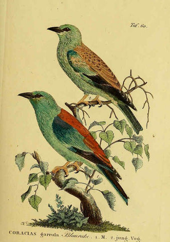 Reproducción/Reproduction 6058845611: Johann Andreas Naumann's ... Naturgeschichte der Vögel Deutschlands, nach einigen Erfahrungen entworfen. 13.T.Plates Leipzig :G. Fleischer,1820-1860