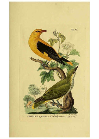Reproducción/Reproduction 6059392546: Johann Andreas Naumann's ... Naturgeschichte der Vögel Deutschlands, nach einigen Erfahrungen entworfen. 13.T.Plates Leipzig :G. Fleischer,1820-1860