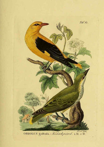 Reproducción/Reproduction 6059392546: Johann Andreas Naumann's ... Naturgeschichte der Vögel Deutschlands, nach einigen Erfahrungen entworfen. 13.T.Plates Leipzig :G. Fleischer,1820-1860