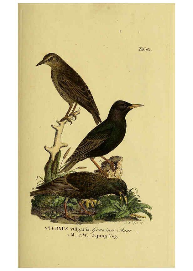 Reproducción/Reproduction 6059392826: Johann Andreas Naumann's ... Naturgeschichte der Vögel Deutschlands, nach einigen Erfahrungen entworfen. 13.T.Plates Leipzig :G. Fleischer,1820-1860