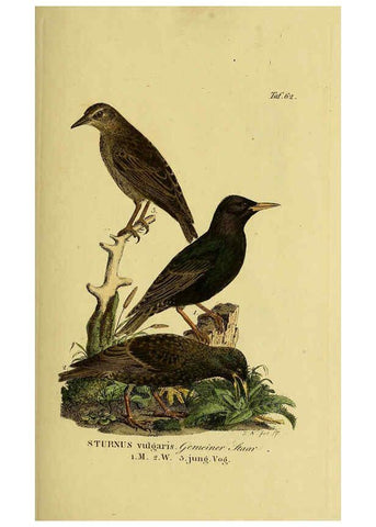 Reproducción/Reproduction 6059392826: Johann Andreas Naumann's ... Naturgeschichte der Vögel Deutschlands, nach einigen Erfahrungen entworfen. 13.T.Plates Leipzig :G. Fleischer,1820-1860