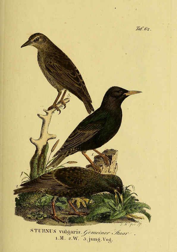 Reproducción/Reproduction 6059392826: Johann Andreas Naumann's ... Naturgeschichte der Vögel Deutschlands, nach einigen Erfahrungen entworfen. 13.T.Plates Leipzig :G. Fleischer,1820-1860