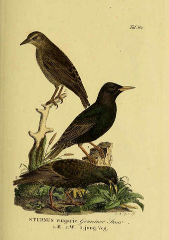 Reproducción/Reproduction 6059392826: Johann Andreas Naumann's ... Naturgeschichte der Vögel Deutschlands, nach einigen Erfahrungen entworfen. 13.T.Plates Leipzig :G. Fleischer,1820-1860