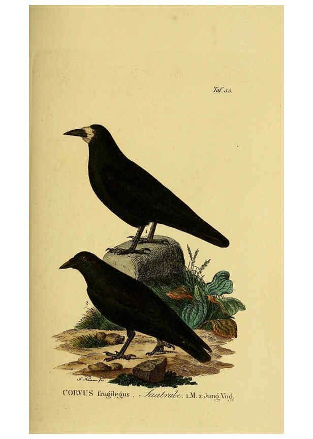 Reproducción/Reproduction 6058844221: Johann Andreas Naumann's ... Naturgeschichte der Vögel Deutschlands, nach einigen Erfahrungen entworfen. 13.T.Plates Leipzig :G. Fleischer,1820-1860