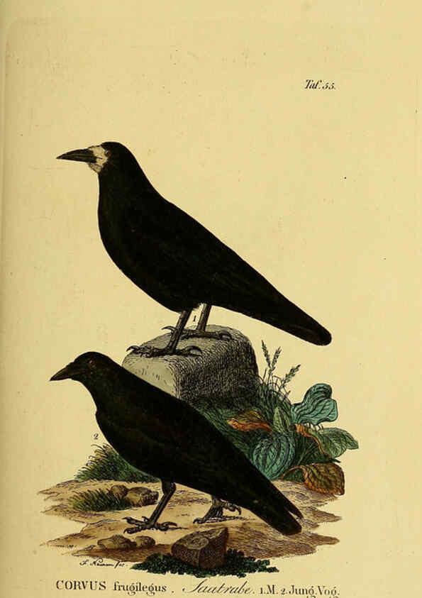 Reproducción/Reproduction 6058844221: Johann Andreas Naumann's ... Naturgeschichte der Vögel Deutschlands, nach einigen Erfahrungen entworfen. 13.T.Plates Leipzig :G. Fleischer,1820-1860