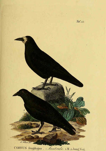 Reproducción/Reproduction 6058844221: Johann Andreas Naumann's ... Naturgeschichte der Vögel Deutschlands, nach einigen Erfahrungen entworfen. 13.T.Plates Leipzig :G. Fleischer,1820-1860