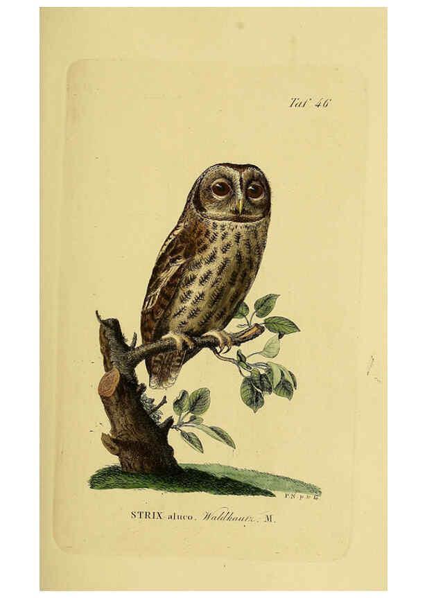 Reproducción/Reproduction 6058841421: Johann Andreas Naumann's ... Naturgeschichte der Vögel Deutschlands, nach einigen Erfahrungen entworfen. 13.T.Plates Leipzig :G. Fleischer,1820-1860