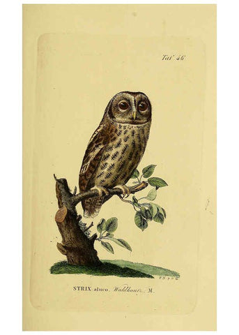 Reproducción/Reproduction 6058841421: Johann Andreas Naumann's ... Naturgeschichte der Vögel Deutschlands, nach einigen Erfahrungen entworfen. 13.T.Plates Leipzig :G. Fleischer,1820-1860