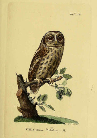 Reproducción/Reproduction 6058841421: Johann Andreas Naumann's ... Naturgeschichte der Vögel Deutschlands, nach einigen Erfahrungen entworfen. 13.T.Plates Leipzig :G. Fleischer,1820-1860