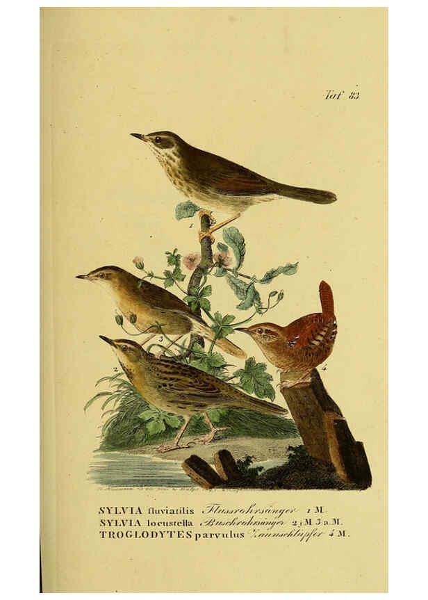 Reproducción/Reproduction 6059398828: Johann Andreas Naumann's ... Naturgeschichte der Vögel Deutschlands, nach einigen Erfahrungen entworfen. 13.T.Plates Leipzig :G. Fleischer,1820-1860