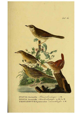 Reproducción/Reproduction 6059398828: Johann Andreas Naumann's ... Naturgeschichte der Vögel Deutschlands, nach einigen Erfahrungen entworfen. 13.T.Plates Leipzig :G. Fleischer,1820-1860