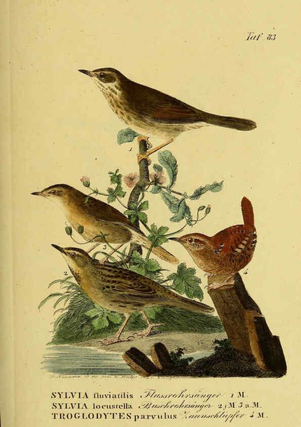Reproducción/Reproduction 6059398828: Johann Andreas Naumann's ... Naturgeschichte der Vögel Deutschlands, nach einigen Erfahrungen entworfen. 13.T.Plates Leipzig :G. Fleischer,1820-1860