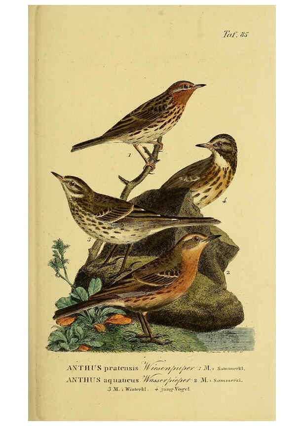Reproducción/Reproduction 6058852621: Johann Andreas Naumann's ... Naturgeschichte der Vögel Deutschlands, nach einigen Erfahrungen entworfen. 13.T.Plates Leipzig :G. Fleischer,1820-1860