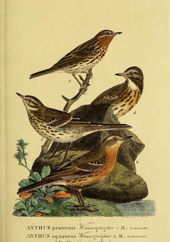 Reproducción/Reproduction 6058852621: Johann Andreas Naumann's ... Naturgeschichte der Vögel Deutschlands, nach einigen Erfahrungen entworfen. 13.T.Plates Leipzig :G. Fleischer,1820-1860