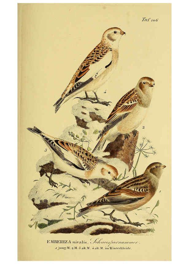 Reproducción/Reproduction 6058858875: Johann Andreas Naumann's ... Naturgeschichte der Vögel Deutschlands, nach einigen Erfahrungen entworfen. 13.T.Plates Leipzig :G. Fleischer,1820-1860