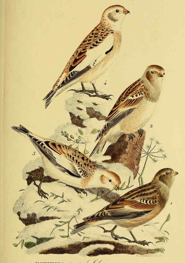 Reproducción/Reproduction 6058858875: Johann Andreas Naumann's ... Naturgeschichte der Vögel Deutschlands, nach einigen Erfahrungen entworfen. 13.T.Plates Leipzig :G. Fleischer,1820-1860