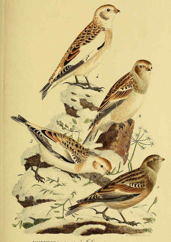 Reproducción/Reproduction 6058858875: Johann Andreas Naumann's ... Naturgeschichte der Vögel Deutschlands, nach einigen Erfahrungen entworfen. 13.T.Plates Leipzig :G. Fleischer,1820-1860