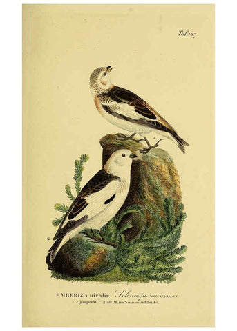 Reproducción/Reproduction 6058859241: Johann Andreas Naumann's ... Naturgeschichte der Vögel Deutschlands, nach einigen Erfahrungen entworfen. 13.T.Plates Leipzig :G. Fleischer,1820-1860
