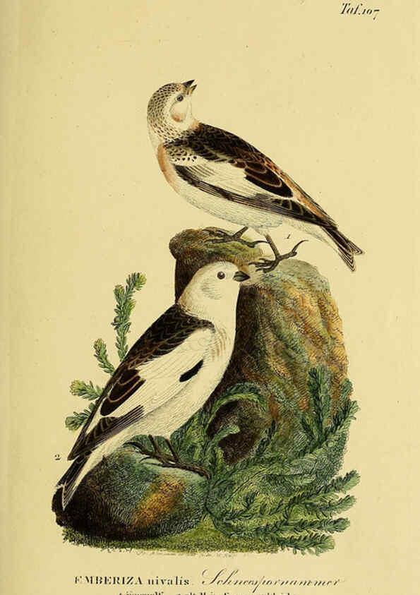 Reproducción/Reproduction 6058859241: Johann Andreas Naumann's ... Naturgeschichte der Vögel Deutschlands, nach einigen Erfahrungen entworfen. 13.T.Plates Leipzig :G. Fleischer,1820-1860