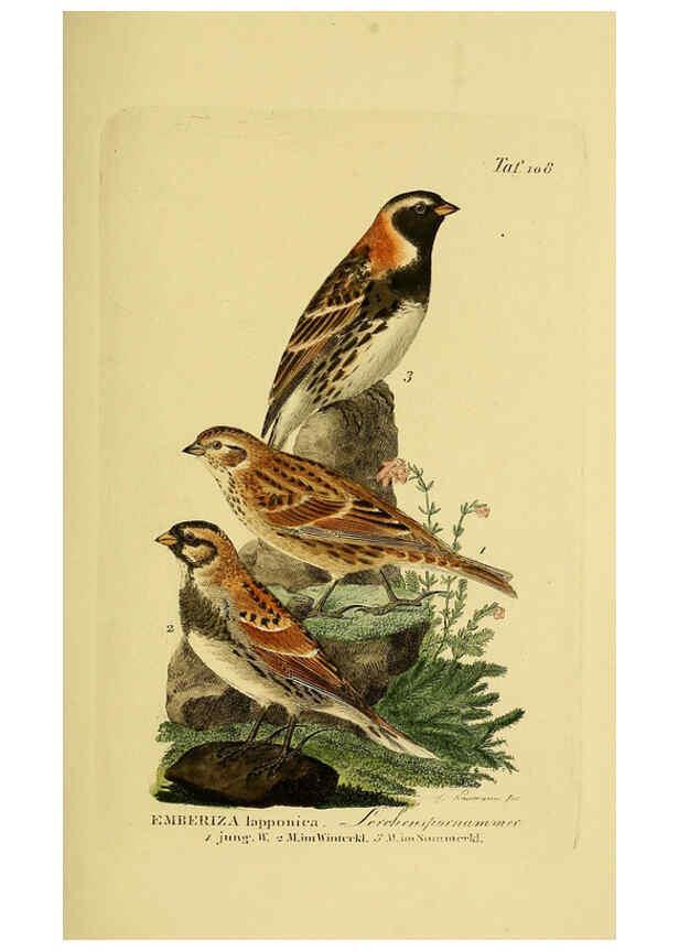 Reproducción/Reproduction 6058859517: Johann Andreas Naumann's ... Naturgeschichte der Vögel Deutschlands, nach einigen Erfahrungen entworfen. 13.T.Plates Leipzig :G. Fleischer,1820-1860