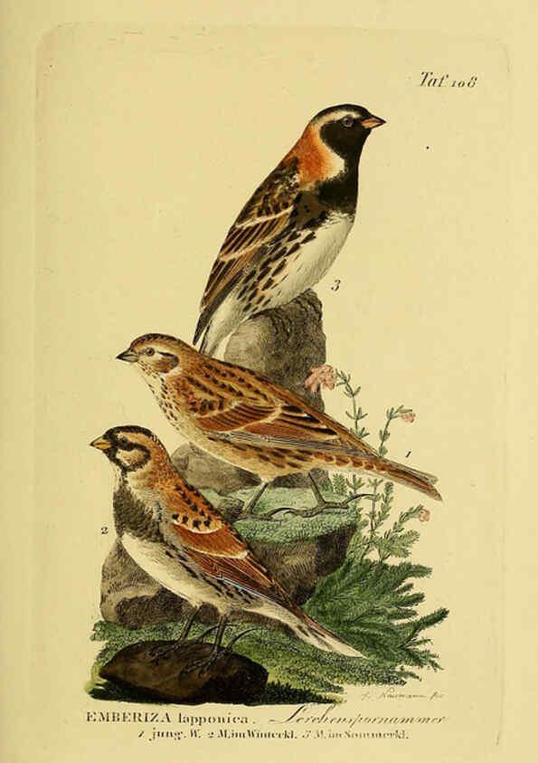 Reproducción/Reproduction 6058859517: Johann Andreas Naumann's ... Naturgeschichte der Vögel Deutschlands, nach einigen Erfahrungen entworfen. 13.T.Plates Leipzig :G. Fleischer,1820-1860