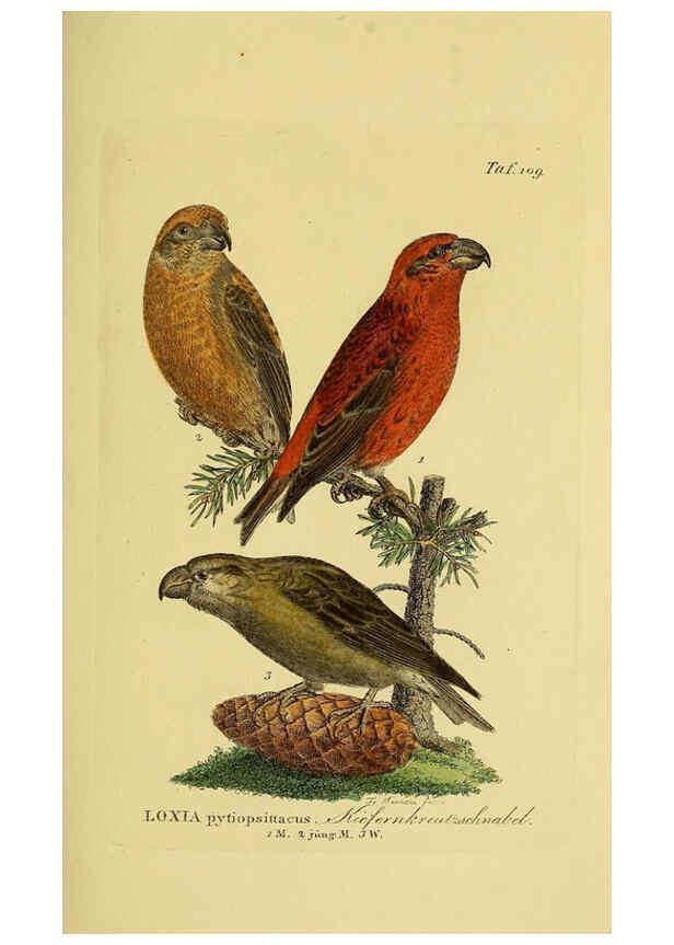Reproducción/Reproduction 6058859813: Johann Andreas Naumann's ... Naturgeschichte der Vögel Deutschlands, nach einigen Erfahrungen entworfen. 13.T.Plates Leipzig :G. Fleischer,1820-1860