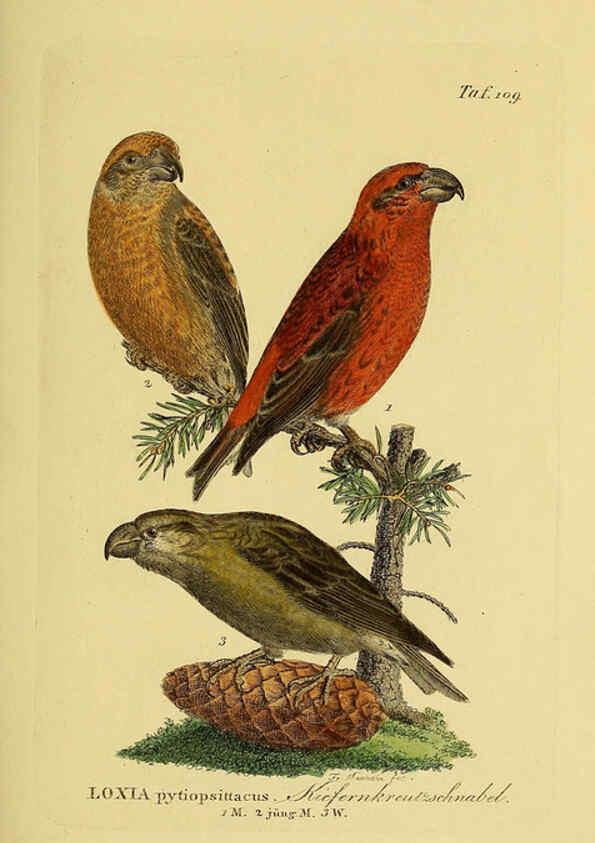 Reproducción/Reproduction 6058859813: Johann Andreas Naumann's ... Naturgeschichte der Vögel Deutschlands, nach einigen Erfahrungen entworfen. 13.T.Plates Leipzig :G. Fleischer,1820-1860