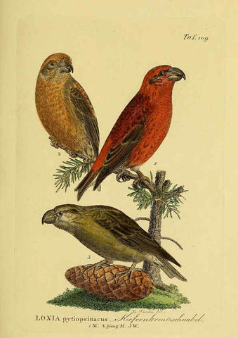 Reproducción/Reproduction 6058859813: Johann Andreas Naumann's ... Naturgeschichte der Vögel Deutschlands, nach einigen Erfahrungen entworfen. 13.T.Plates Leipzig :G. Fleischer,1820-1860