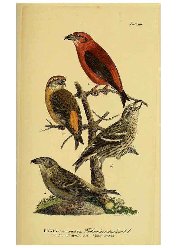 Reproducción/Reproduction 6058860021: Johann Andreas Naumann's ... Naturgeschichte der Vögel Deutschlands, nach einigen Erfahrungen entworfen. 13.T.Plates Leipzig :G. Fleischer,1820-1860