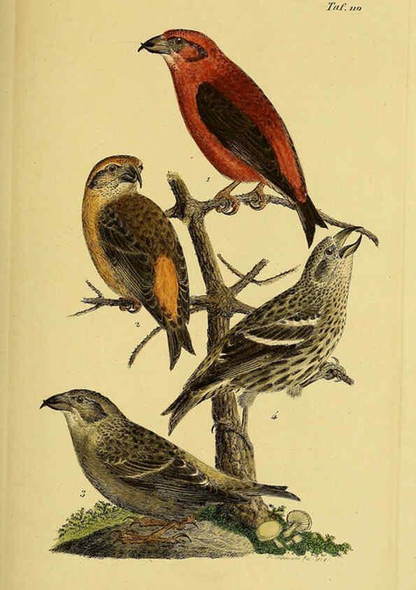 Reproducción/Reproduction 6058860021: Johann Andreas Naumann's ... Naturgeschichte der Vögel Deutschlands, nach einigen Erfahrungen entworfen. 13.T.Plates Leipzig :G. Fleischer,1820-1860