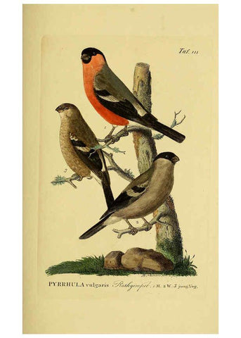 Reproducción/Reproduction 6058860331: Johann Andreas Naumann's ... Naturgeschichte der Vögel Deutschlands, nach einigen Erfahrungen entworfen. 13.T.Plates Leipzig :G. Fleischer,1820-1860