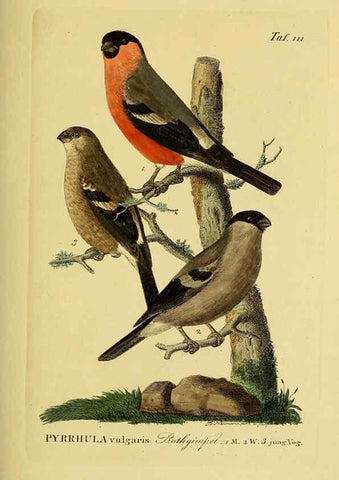 Reproducción/Reproduction 6058860331: Johann Andreas Naumann's ... Naturgeschichte der Vögel Deutschlands, nach einigen Erfahrungen entworfen. 13.T.Plates Leipzig :G. Fleischer,1820-1860