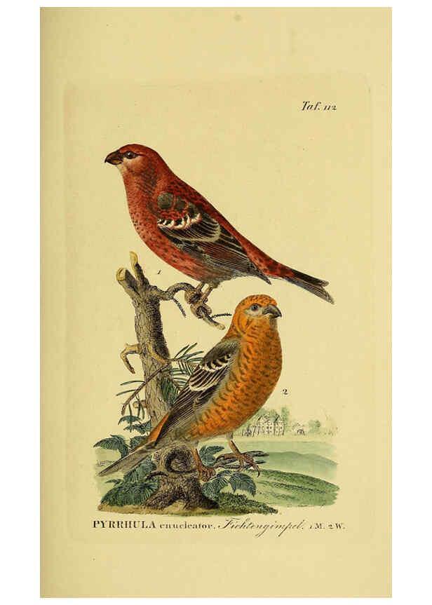 Reproducción/Reproduction 6059407422: Johann Andreas Naumann's ... Naturgeschichte der Vögel Deutschlands, nach einigen Erfahrungen entworfen. 13.T.Plates Leipzig :G. Fleischer,1820-1860
