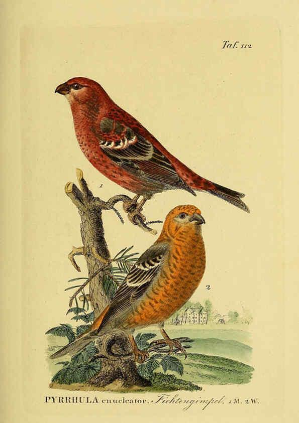 Reproducción/Reproduction 6059407422: Johann Andreas Naumann's ... Naturgeschichte der Vögel Deutschlands, nach einigen Erfahrungen entworfen. 13.T.Plates Leipzig :G. Fleischer,1820-1860