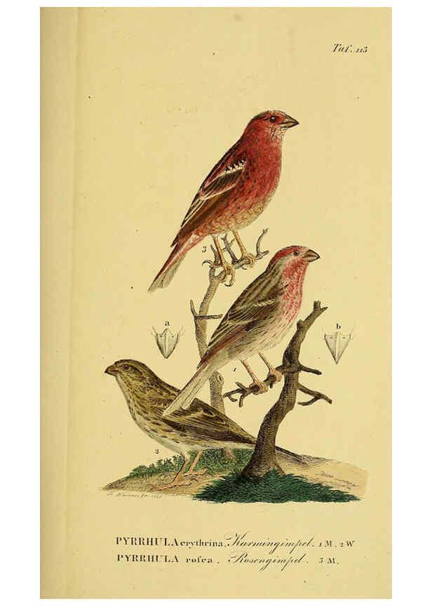 Reproducción/Reproduction 6058860841: Johann Andreas Naumann's ... Naturgeschichte der Vögel Deutschlands, nach einigen Erfahrungen entworfen. 13.T.Plates Leipzig :G. Fleischer,1820-1860