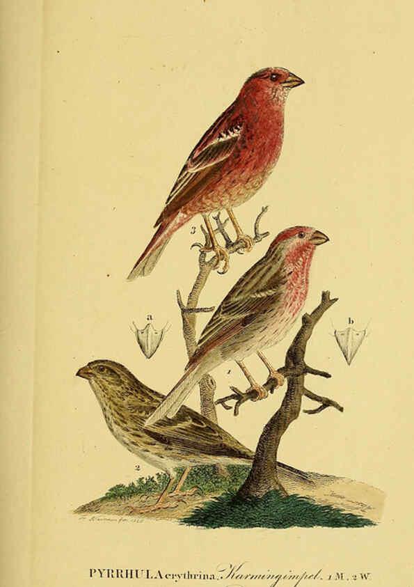 Reproducción/Reproduction 6058860841: Johann Andreas Naumann's ... Naturgeschichte der Vögel Deutschlands, nach einigen Erfahrungen entworfen. 13.T.Plates Leipzig :G. Fleischer,1820-1860