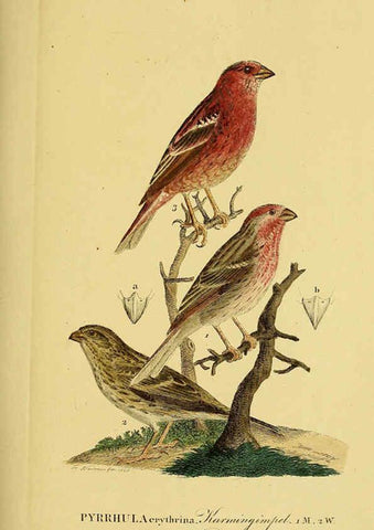 Reproducción/Reproduction 6058860841: Johann Andreas Naumann's ... Naturgeschichte der Vögel Deutschlands, nach einigen Erfahrungen entworfen. 13.T.Plates Leipzig :G. Fleischer,1820-1860