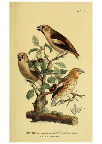 Reproducción/Reproduction 6059408798: Johann Andreas Naumann's ... Naturgeschichte der Vögel Deutschlands, nach einigen Erfahrungen entworfen. 13.T.Plates Leipzig :G. Fleischer,1820-1860