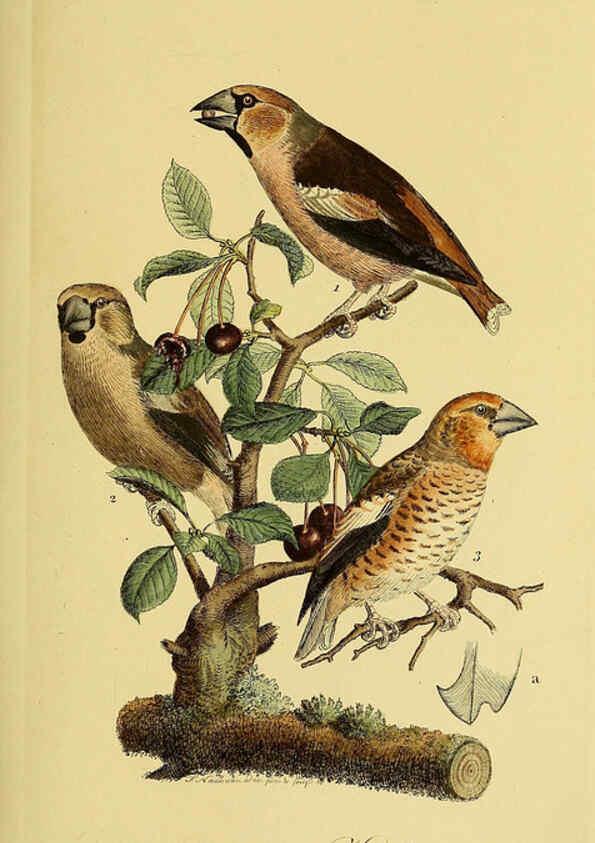 Reproducción/Reproduction 6059408798: Johann Andreas Naumann's ... Naturgeschichte der Vögel Deutschlands, nach einigen Erfahrungen entworfen. 13.T.Plates Leipzig :G. Fleischer,1820-1860