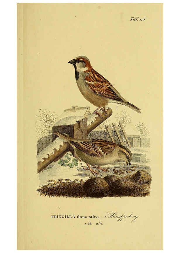 Reproducción/Reproduction 6059409280: Johann Andreas Naumann's ... Naturgeschichte der Vögel Deutschlands, nach einigen Erfahrungen entworfen. 13.T.Plates Leipzig :G. Fleischer,1820-1860