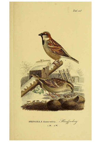 Reproducción/Reproduction 6059409280: Johann Andreas Naumann's ... Naturgeschichte der Vögel Deutschlands, nach einigen Erfahrungen entworfen. 13.T.Plates Leipzig :G. Fleischer,1820-1860