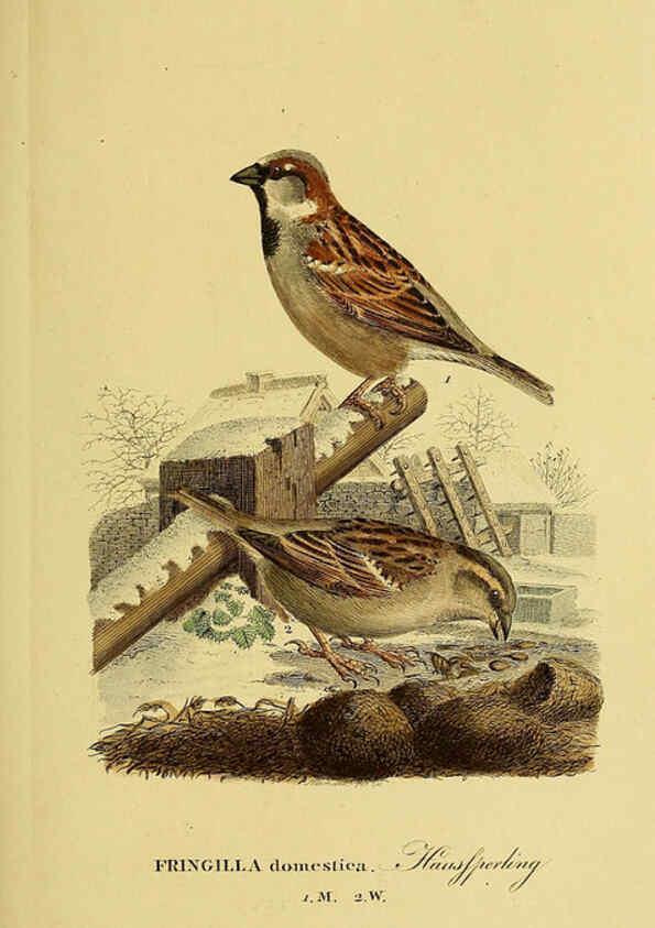 Reproducción/Reproduction 6059409280: Johann Andreas Naumann's ... Naturgeschichte der Vögel Deutschlands, nach einigen Erfahrungen entworfen. 13.T.Plates Leipzig :G. Fleischer,1820-1860
