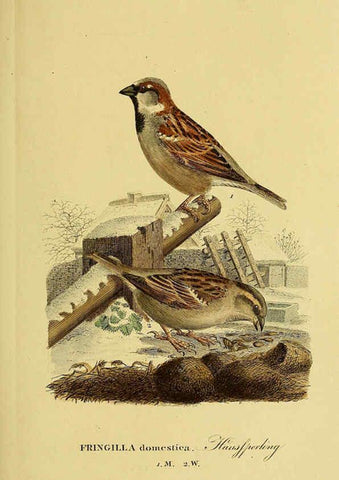 Reproducción/Reproduction 6059409280: Johann Andreas Naumann's ... Naturgeschichte der Vögel Deutschlands, nach einigen Erfahrungen entworfen. 13.T.Plates Leipzig :G. Fleischer,1820-1860