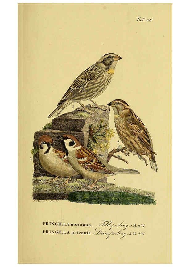 Reproducción/Reproduction 6059409534: Johann Andreas Naumann's ... Naturgeschichte der Vögel Deutschlands, nach einigen Erfahrungen entworfen. 13.T.Plates Leipzig :G. Fleischer,1820-1860