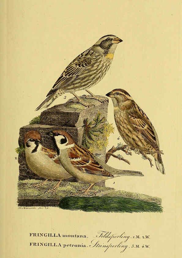 Reproducción/Reproduction 6059409534: Johann Andreas Naumann's ... Naturgeschichte der Vögel Deutschlands, nach einigen Erfahrungen entworfen. 13.T.Plates Leipzig :G. Fleischer,1820-1860